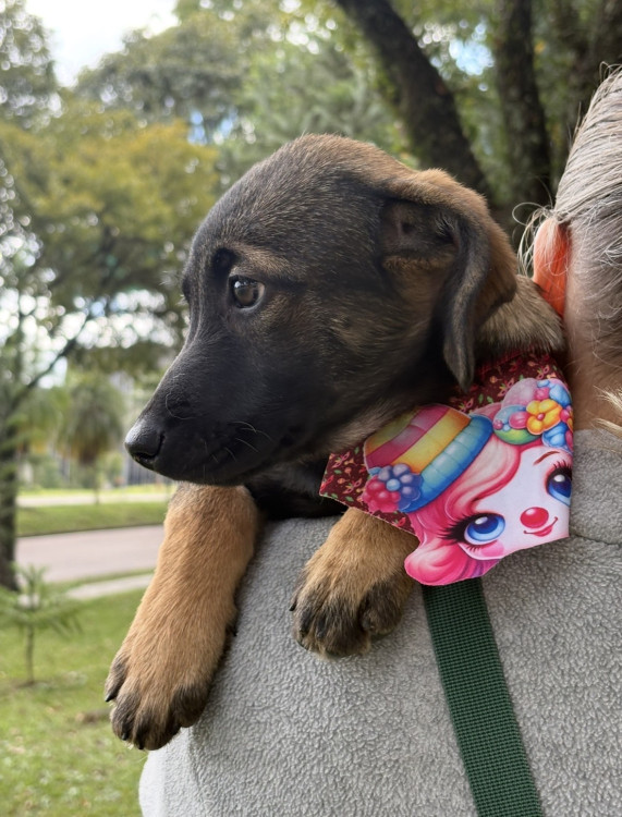 doce-pacoca-procura-um-lar-adocao-doacao-cachorro-gato-1