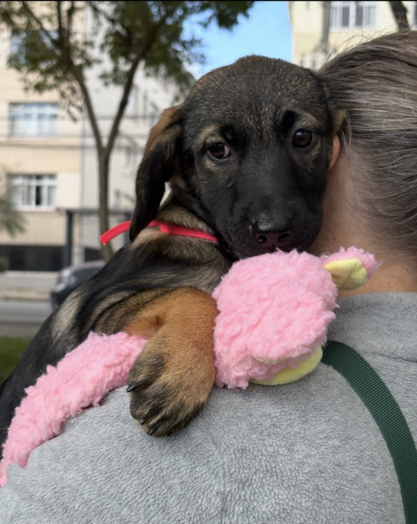 doce-pacoca-procura-um-lar-adocao-doacao-cachorro-gato-2