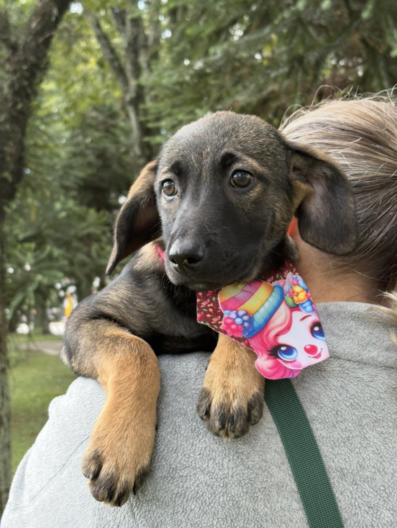 doce-pacoca-procura-um-lar-adocao-doacao-cachorro-gato-0