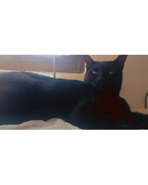 Gata castrada