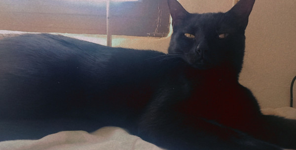 gata-castrada-adocao-doacao-cachorro-gato-0