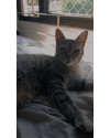 gata-adulta-small-0
