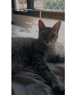 Gata adulta
