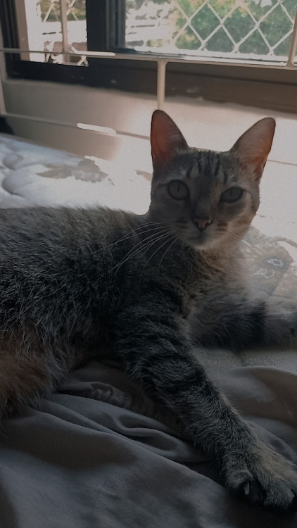 gata-adulta-adocao-doacao-cachorro-gato-0