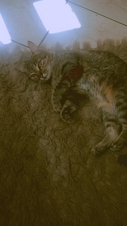 gata-adulta-adocao-doacao-cachorro-gato-1