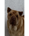 cachorra-sharpei-de-um-ano-e-meiomais-ou-menos-esta-pronta-para-ser-adotada-small-0