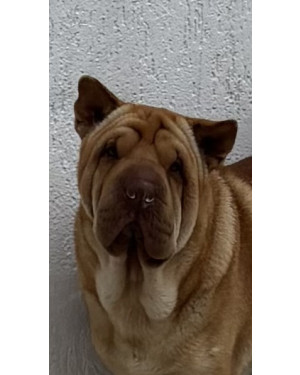 Cachorra Sharpei de um ano e meio(mais ou menos) está pronta para ser adotada
