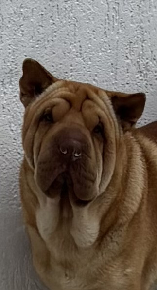 cachorra-sharpei-de-um-ano-e-meiomais-ou-menos-esta-pronta-para-ser-adotada-adocao-doacao-cachorro-gato-0