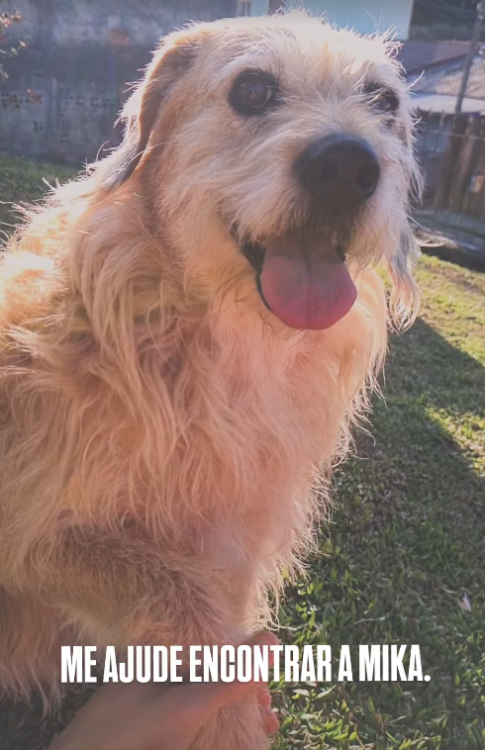 mika-procurada-santa-felicidade-adocao-doacao-cachorro-gato-2
