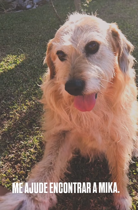 mika-procurada-santa-felicidade-adocao-doacao-cachorro-gato-1