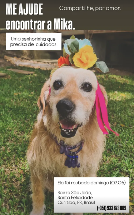mika-procurada-santa-felicidade-adocao-doacao-cachorro-gato-0