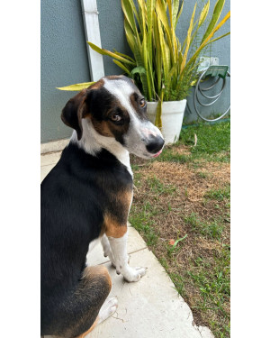 Chico: um vira-lata cheio de amor pra dar