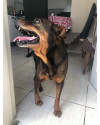 cachorra-perdida-atende-pelo-nome-de-princesa-small-4
