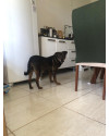 cachorra-perdida-atende-pelo-nome-de-princesa-small-3