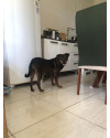 cachorra-perdida-atende-pelo-nome-de-princesa-small-2