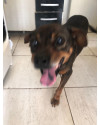 cachorra-perdida-atende-pelo-nome-de-princesa-small-1