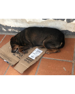 Cachorra perdida, atende pelo nome de Princesa!!