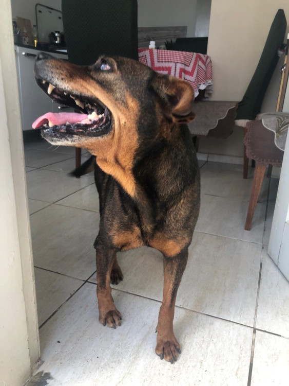 cachorra-perdida-atende-pelo-nome-de-princesa-adocao-doacao-cachorro-gato-4