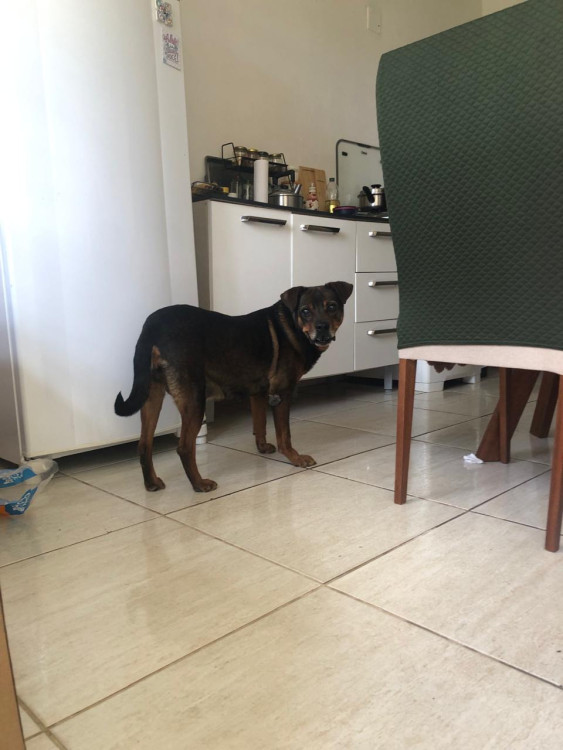 cachorra-perdida-atende-pelo-nome-de-princesa-adocao-doacao-cachorro-gato-3