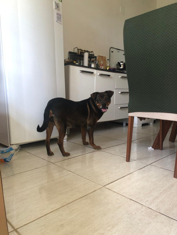 cachorra-perdida-atende-pelo-nome-de-princesa-adocao-doacao-cachorro-gato-2