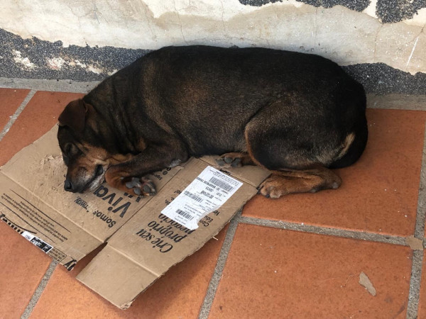 cachorra-perdida-atende-pelo-nome-de-princesa-adocao-doacao-cachorro-gato-0