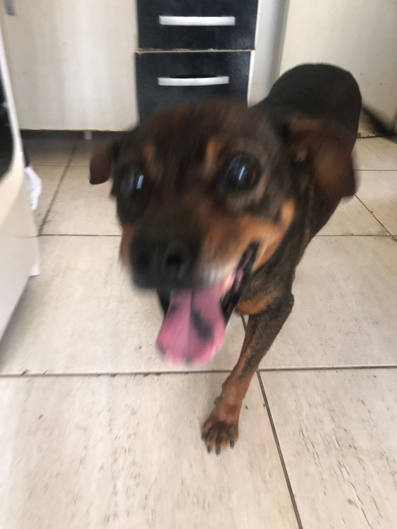 cachorra-perdida-atende-pelo-nome-de-princesa-adocao-doacao-cachorro-gato-1