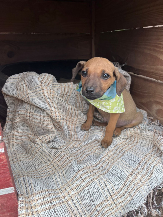 amendoim-um-doce-de-criatura-adocao-doacao-cachorro-gato-3