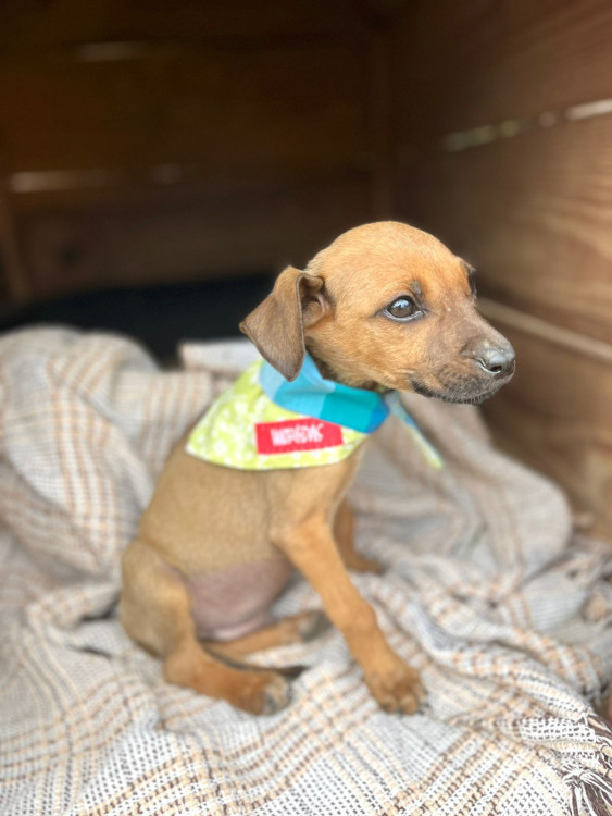 amendoim-um-doce-de-criatura-adocao-doacao-cachorro-gato-1