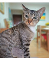 mia-adote-small-1