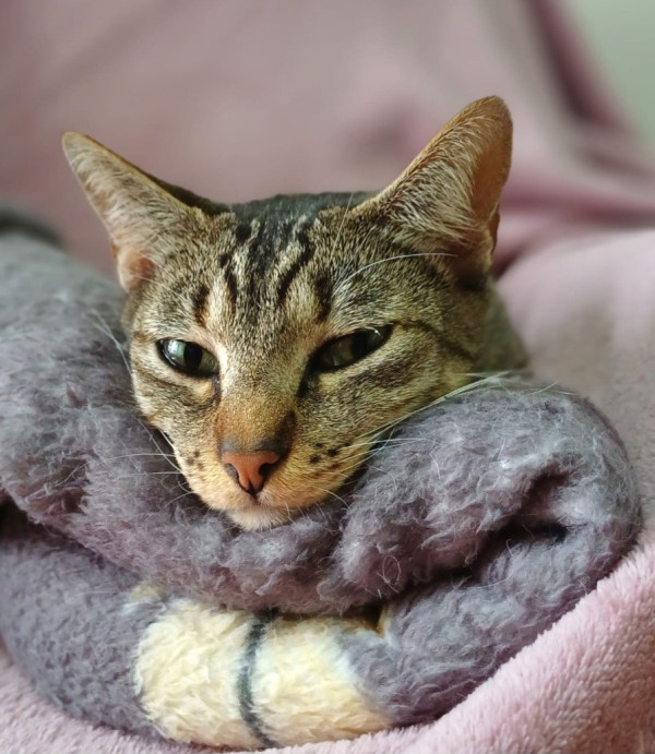 mia-adote-adocao-doacao-cachorro-gato-2