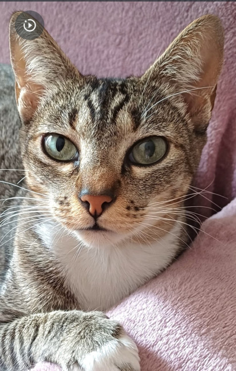 mia-adote-adocao-doacao-cachorro-gato-0