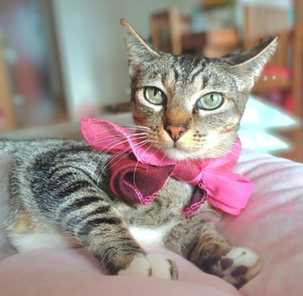 mia-adote-adocao-doacao-cachorro-gato-3