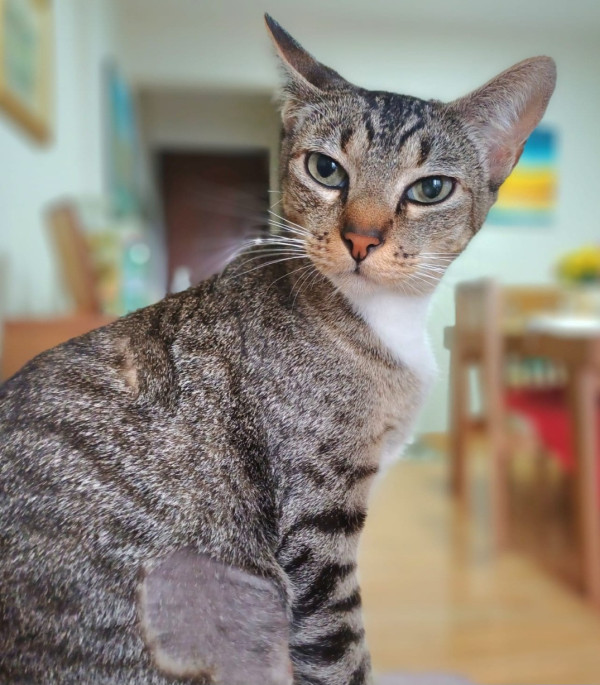 mia-adote-adocao-doacao-cachorro-gato-1