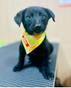 baloo-do-lixo-para-um-amor-de-verdade-small-2