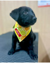 baloo-do-lixo-para-um-amor-de-verdade-small-1