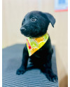 baloo-do-lixo-para-um-amor-de-verdade-small-0