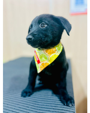 Baloo, do lixo para um amor de verdade!