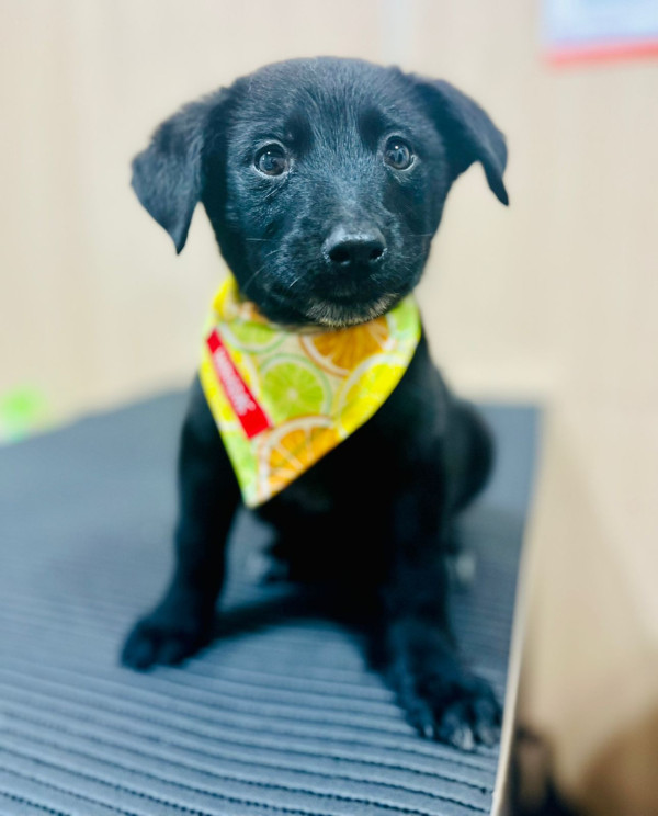 baloo-do-lixo-para-um-amor-de-verdade-adocao-doacao-cachorro-gato-2
