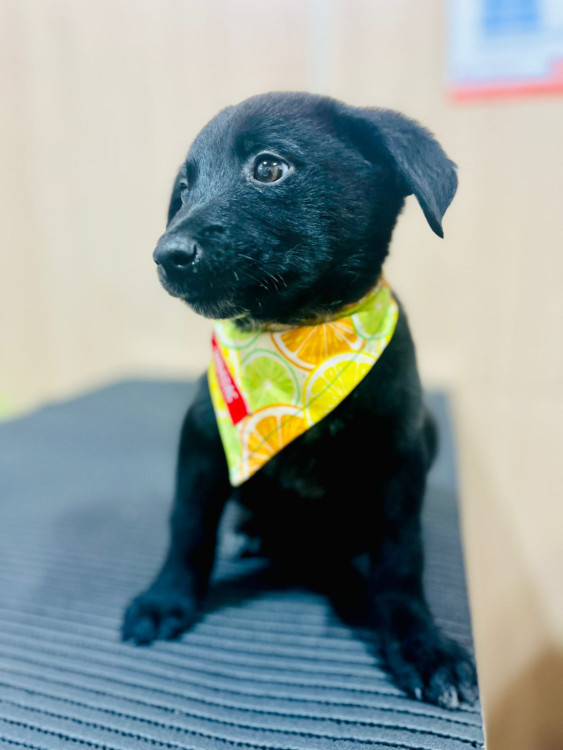 baloo-do-lixo-para-um-amor-de-verdade-adocao-doacao-cachorro-gato-0