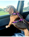 doroti-e-uma-beagle-linda-e-busca-um-lar-small-3
