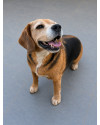 doroti-e-uma-beagle-linda-e-busca-um-lar-small-0