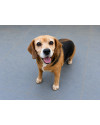 doroti-e-uma-beagle-linda-e-busca-um-lar-small-2