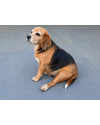 doroti-e-uma-beagle-linda-e-busca-um-lar-small-1