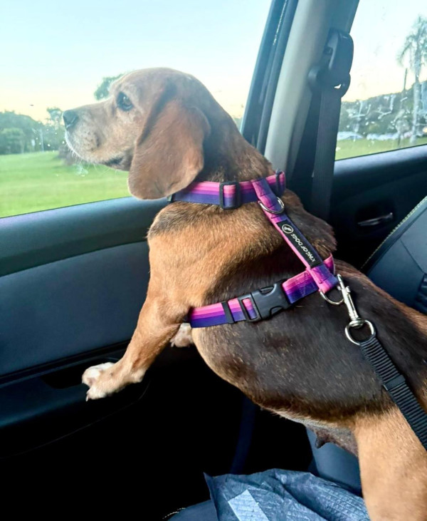 doroti-e-uma-beagle-linda-e-busca-um-lar-adocao-doacao-cachorro-gato-3