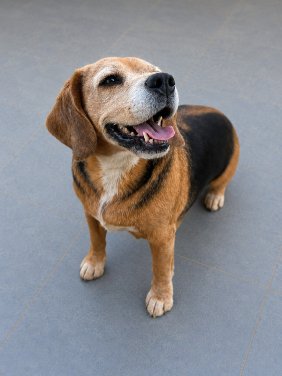 doroti-e-uma-beagle-linda-e-busca-um-lar-adocao-doacao-cachorro-gato-0
