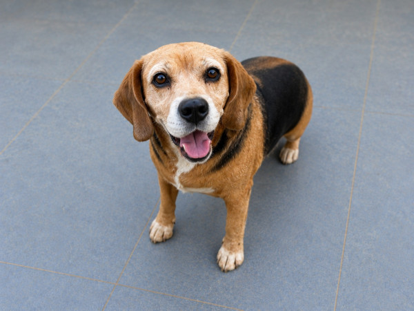 doroti-e-uma-beagle-linda-e-busca-um-lar-adocao-doacao-cachorro-gato-2