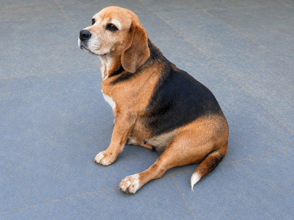 doroti-e-uma-beagle-linda-e-busca-um-lar-adocao-doacao-cachorro-gato-1