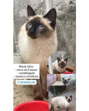 Urgente Procura -se gata cianes .