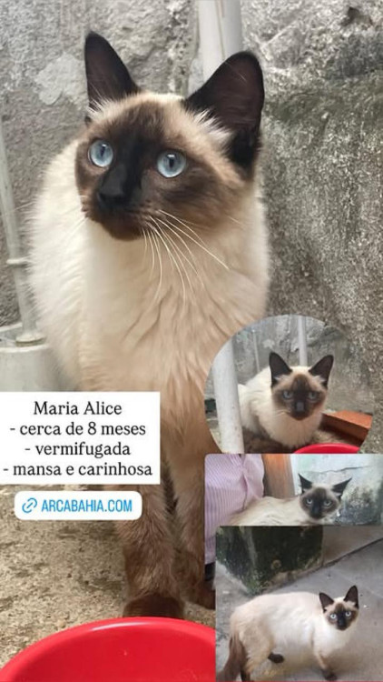 urgente-procura-se-gata-cianes-adocao-doacao-cachorro-gato-0