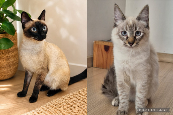 marilia-e-marie-adocao-doacao-cachorro-gato-0